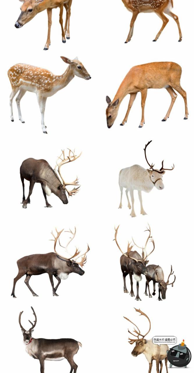 图片[4]-鹿梅花鹿驯鹿小鹿真实拍动物后期场景合成免扣PNG免抠图片素材-设计猿