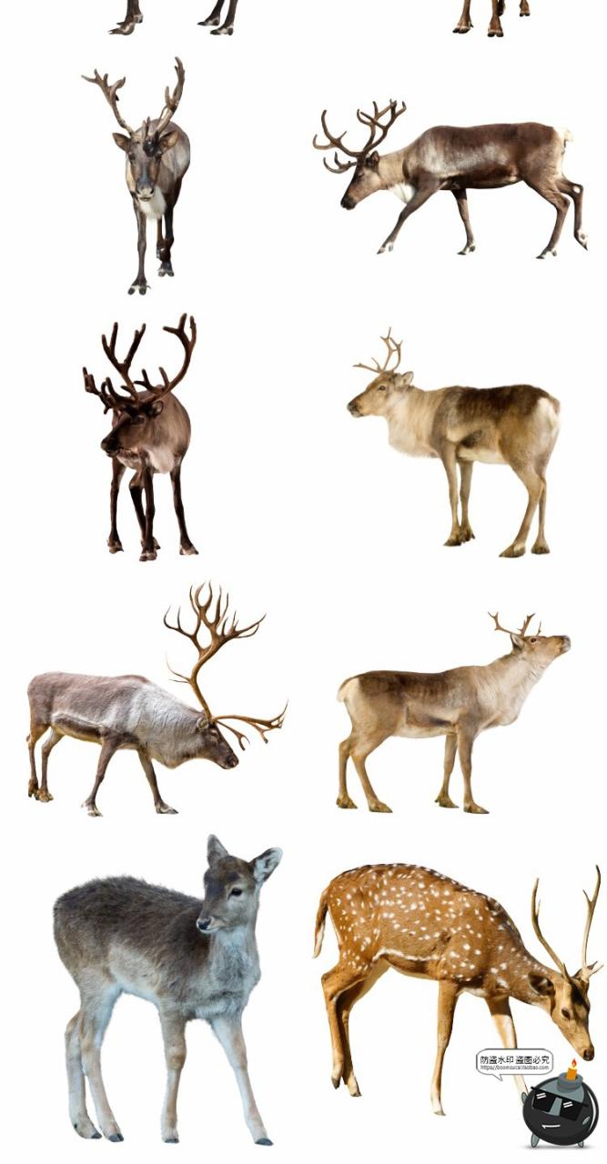 图片[5]-鹿梅花鹿驯鹿小鹿真实拍动物后期场景合成免扣PNG免抠图片素材-设计猿
