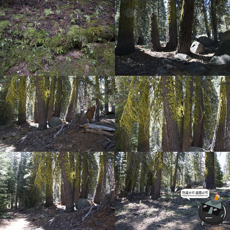 图片[3]-高清树林潮湿苔藓绿荫青苔植被湿气阴森场景后期合成JPG图片素材-设计猿