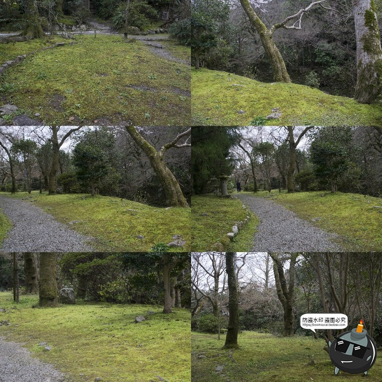 图片[6]-高清树林潮湿苔藓绿荫青苔植被湿气阴森场景后期合成JPG图片素材-设计猿