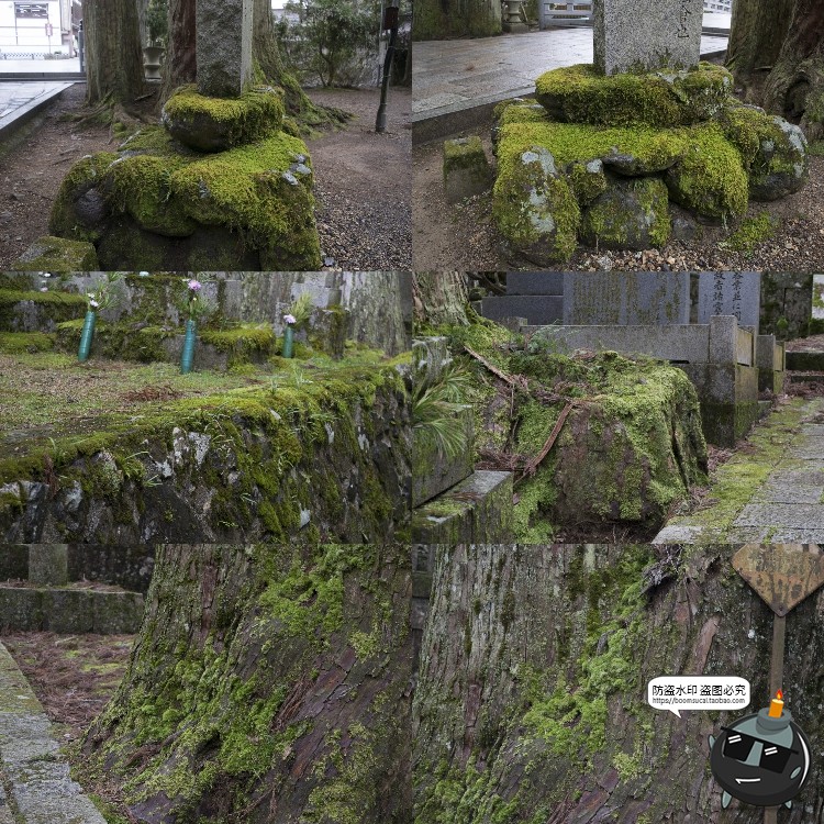 图片[8]-高清树林潮湿苔藓绿荫青苔植被湿气阴森场景后期合成JPG图片素材-设计猿