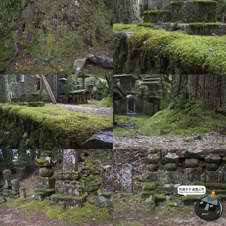 图片[10]-高清树林潮湿苔藓绿荫青苔植被湿气阴森场景后期合成JPG图片素材-设计猿