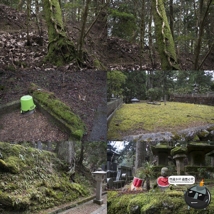 图片[12]-高清树林潮湿苔藓绿荫青苔植被湿气阴森场景后期合成JPG图片素材-设计猿
