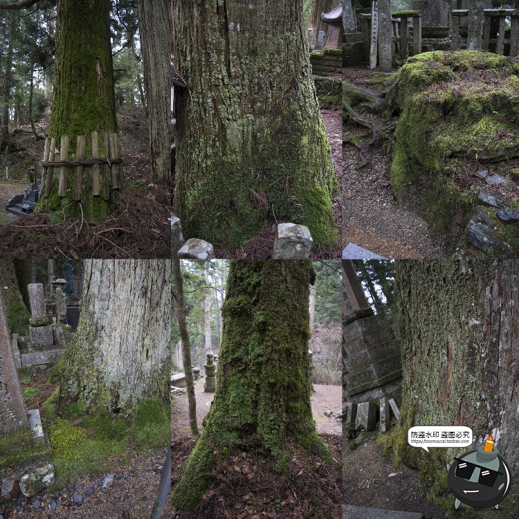 图片[15]-高清树林潮湿苔藓绿荫青苔植被湿气阴森场景后期合成JPG图片素材-设计猿