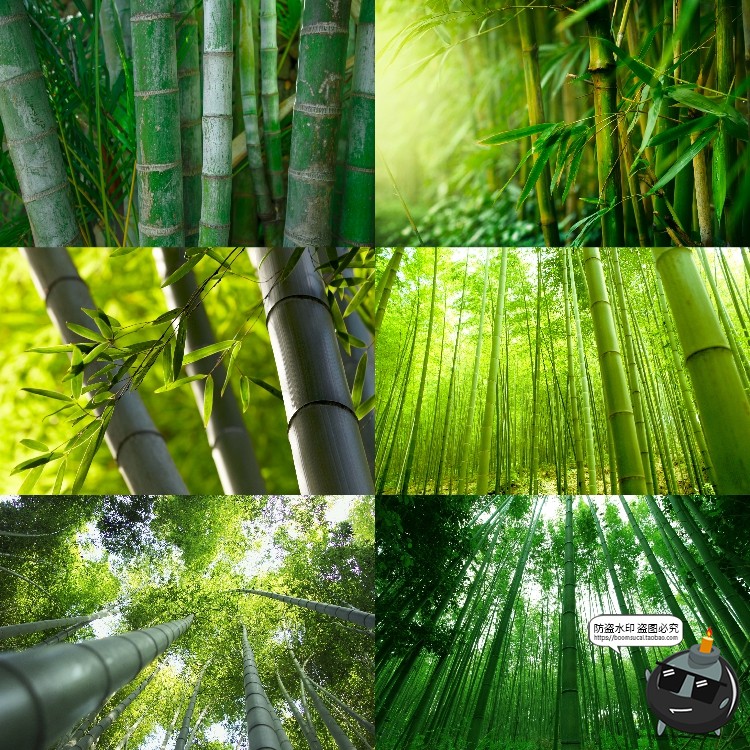 图片[1]-100款竹子树木绿色竹林背景自然风景场景后期合成高清JPG图片素材-设计猿