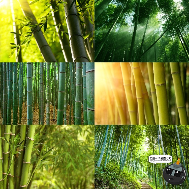 图片[2]-100款竹子树木绿色竹林背景自然风景场景后期合成高清JPG图片素材-设计猿