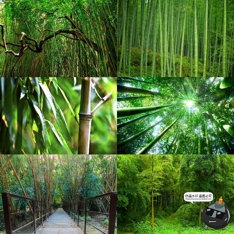 图片[3]-100款竹子树木绿色竹林背景自然风景场景后期合成高清JPG图片素材-设计猿