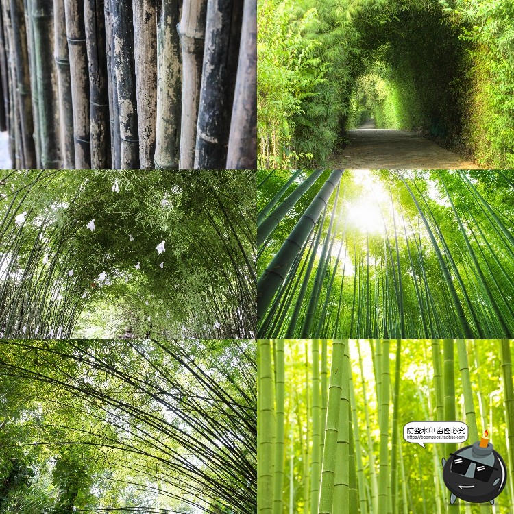 图片[4]-100款竹子树木绿色竹林背景自然风景场景后期合成高清JPG图片素材-设计猿