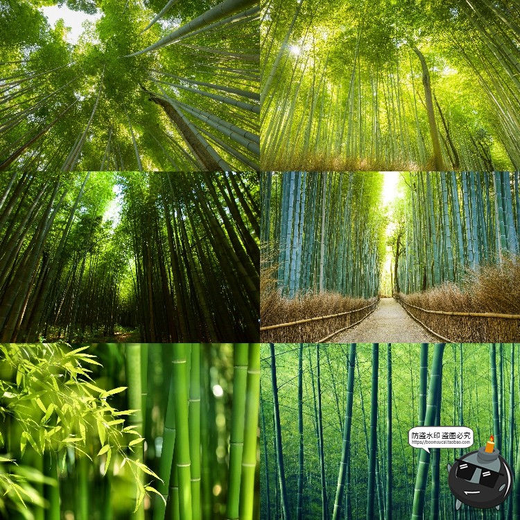 图片[5]-100款竹子树木绿色竹林背景自然风景场景后期合成高清JPG图片素材-设计猿
