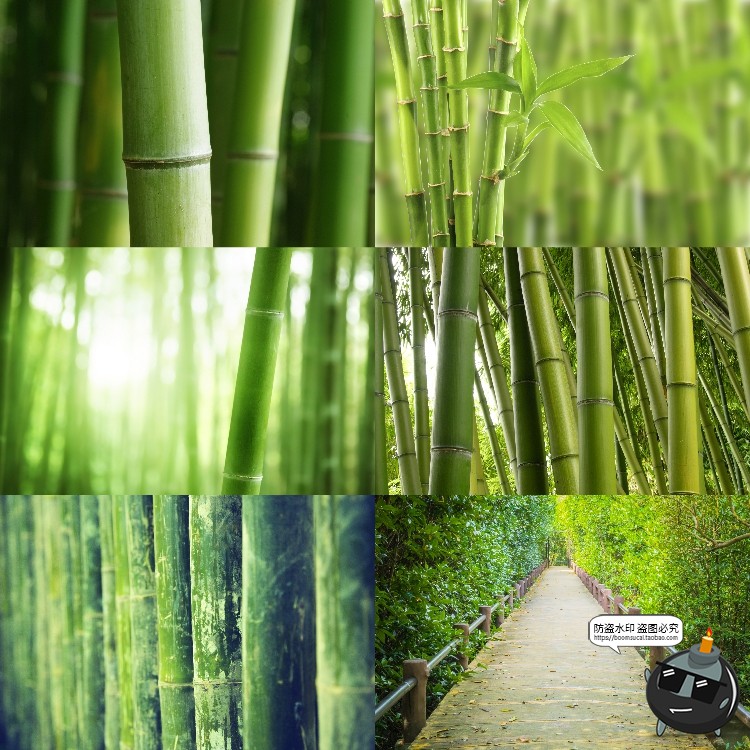 图片[8]-100款竹子树木绿色竹林背景自然风景场景后期合成高清JPG图片素材-设计猿
