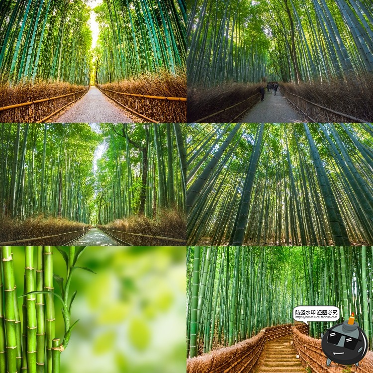 图片[9]-100款竹子树木绿色竹林背景自然风景场景后期合成高清JPG图片素材-设计猿