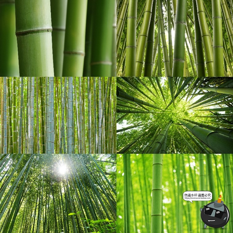 图片[10]-100款竹子树木绿色竹林背景自然风景场景后期合成高清JPG图片素材-设计猿