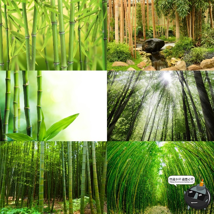 图片[12]-100款竹子树木绿色竹林背景自然风景场景后期合成高清JPG图片素材-设计猿