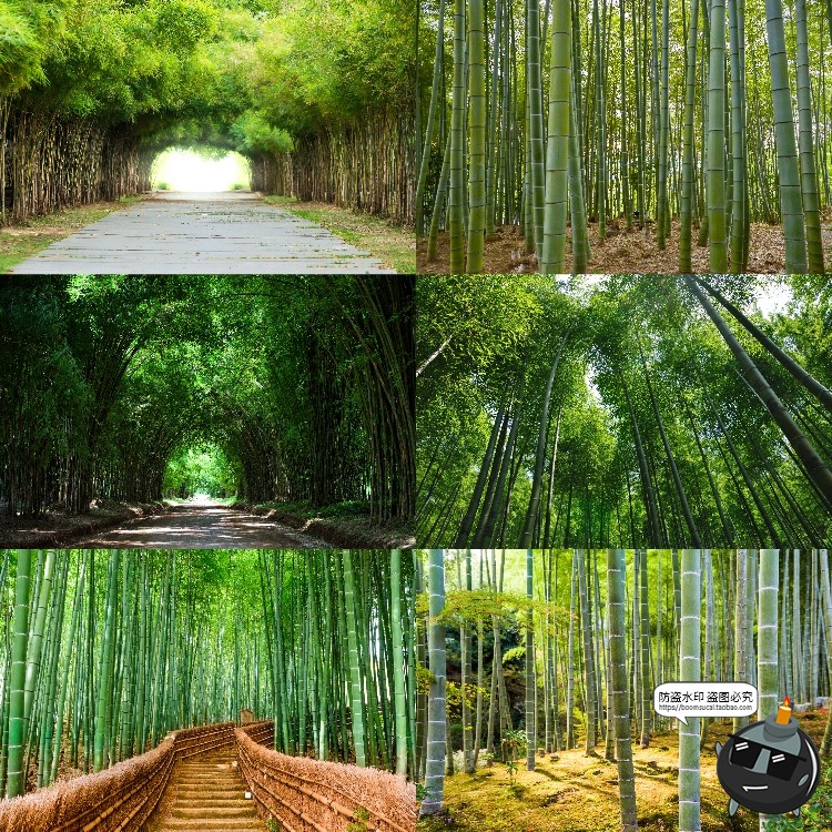 图片[13]-100款竹子树木绿色竹林背景自然风景场景后期合成高清JPG图片素材-设计猿