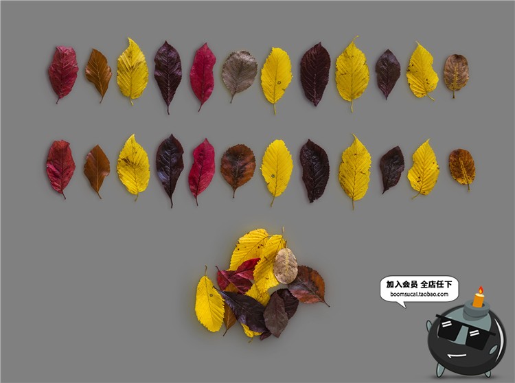 图片[11]-秋天秋季元素叶子金色枫叶树叶枯枝秋季海报背景PSD模板PS素材-设计猿