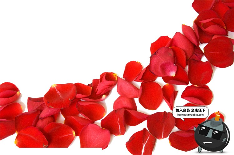 图片[15]-玫瑰花朵花瓣飘散落散花特效png高清免抠图psd婚纱照设计素材-设计猿