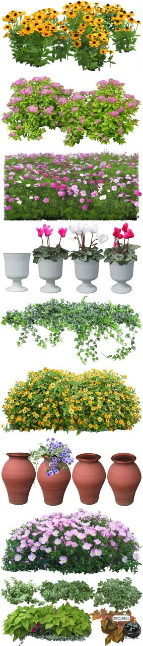 图片[2]-高清免抠植物灌木树木花卉花草盆栽乔木PSD模板源文件图片PS素材-设计猿