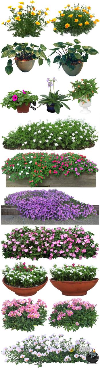 图片[5]-高清免抠植物灌木树木花卉花草盆栽乔木PSD模板源文件图片PS素材-设计猿