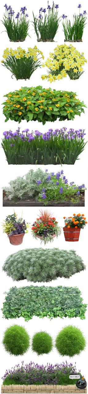 图片[6]-高清免抠植物灌木树木花卉花草盆栽乔木PSD模板源文件图片PS素材-设计猿