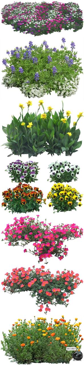 图片[7]-高清免抠植物灌木树木花卉花草盆栽乔木PSD模板源文件图片PS素材-设计猿