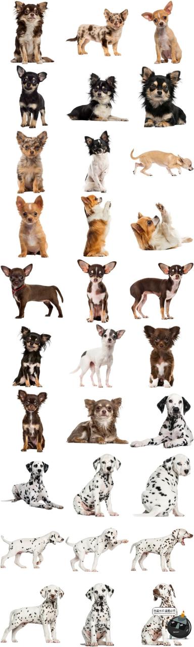 图片[1]-高清狗狗狼狗斑点狗拉布拉多吉娃娃宠物狗PNG免抠透明图片素材-设计猿