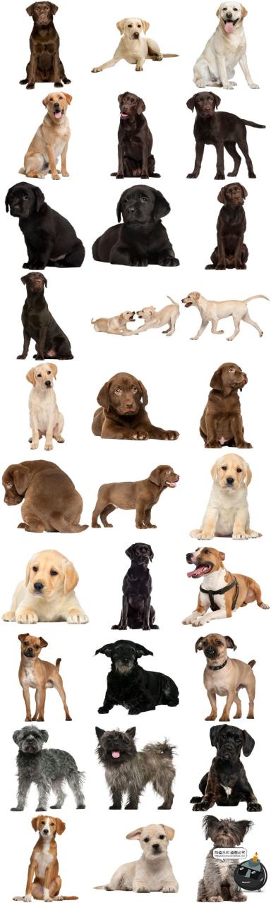 图片[3]-高清狗狗狼狗斑点狗拉布拉多吉娃娃宠物狗PNG免抠透明图片素材-设计猿