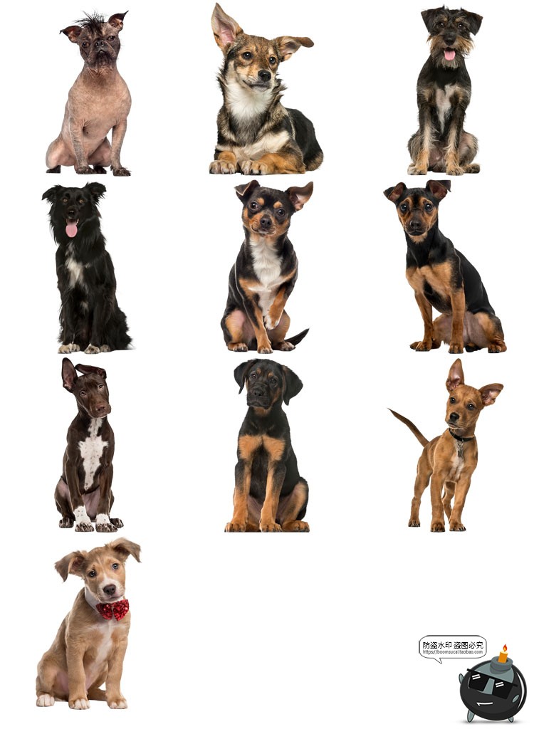 图片[4]-高清狗狗狼狗斑点狗拉布拉多吉娃娃宠物狗PNG免抠透明图片素材-设计猿