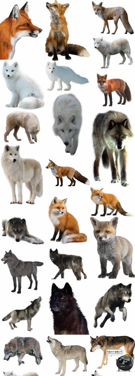 图片[1]-白狼白狐狸雪狼雪狐真实拍动物后期场景合成免扣PNG免抠图片素材-设计猿