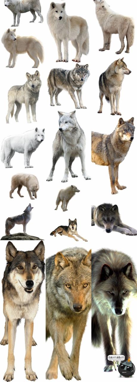 图片[2]-白狼白狐狸雪狼雪狐真实拍动物后期场景合成免扣PNG免抠图片素材-设计猿