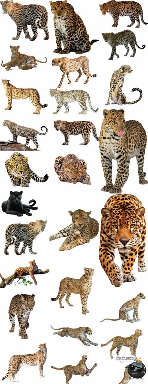 图片[1]-狮子老虎豹子真实拍动物猛兽PNG免抠图片免扣后期场景合成素材-设计猿