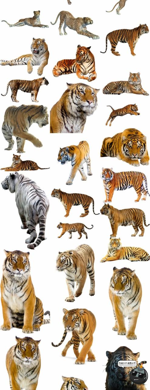 图片[2]-狮子老虎豹子真实拍动物猛兽PNG免抠图片免扣后期场景合成素材-设计猿