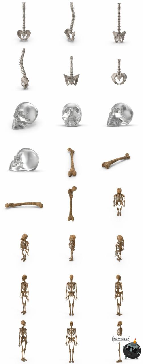 图片[1]-人体盆骨架骷髅枯骨骸头骨肋骨脊椎参考后期合成PSD模板PS素材-设计猿