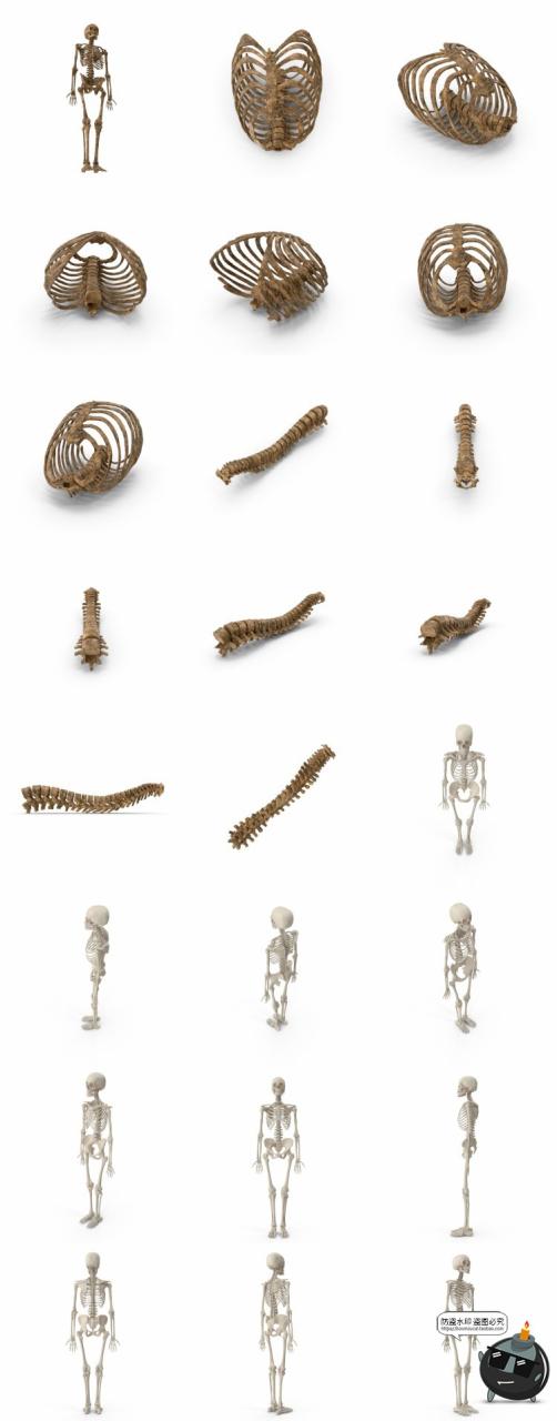 图片[2]-人体盆骨架骷髅枯骨骸头骨肋骨脊椎参考后期合成PSD模板PS素材-设计猿