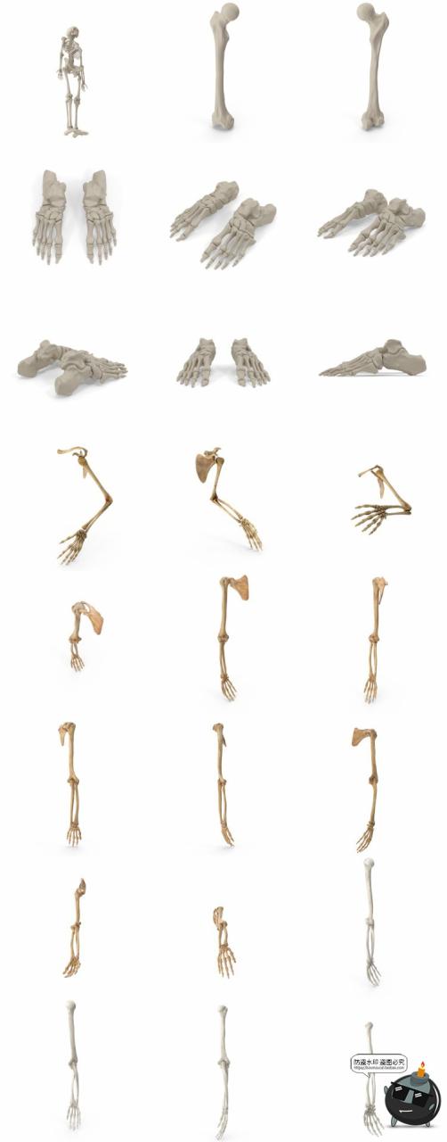 图片[3]-人体盆骨架骷髅枯骨骸头骨肋骨脊椎参考后期合成PSD模板PS素材-设计猿