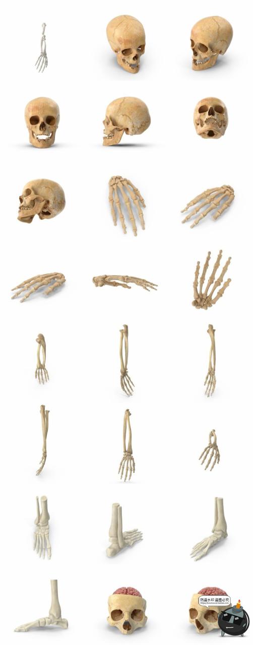 图片[4]-人体盆骨架骷髅枯骨骸头骨肋骨脊椎参考后期合成PSD模板PS素材-设计猿