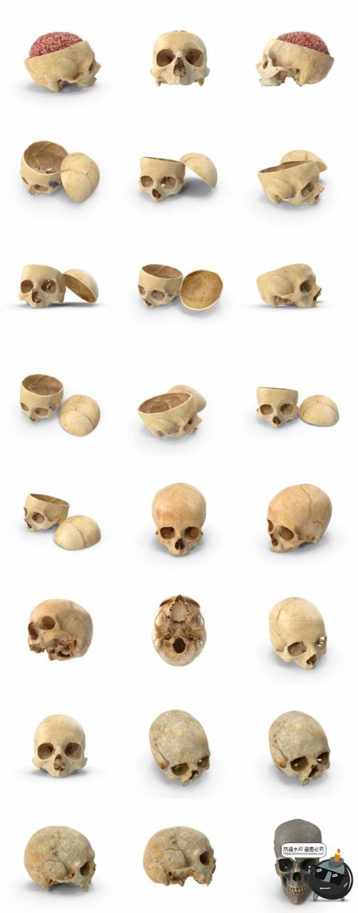 图片[5]-人体盆骨架骷髅枯骨骸头骨肋骨脊椎参考后期合成PSD模板PS素材-设计猿