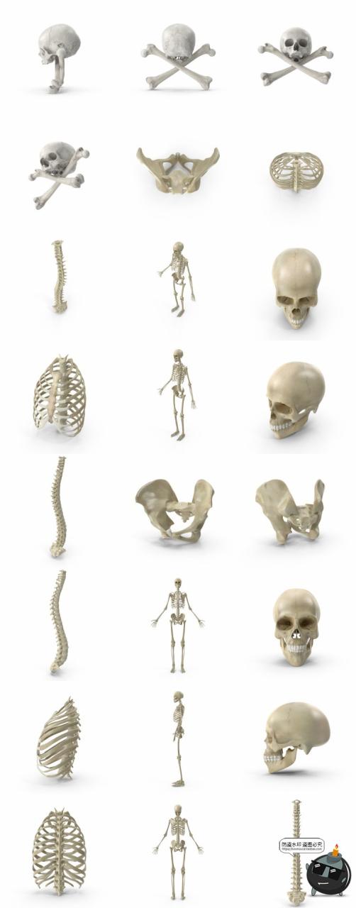 图片[7]-人体盆骨架骷髅枯骨骸头骨肋骨脊椎参考后期合成PSD模板PS素材-设计猿