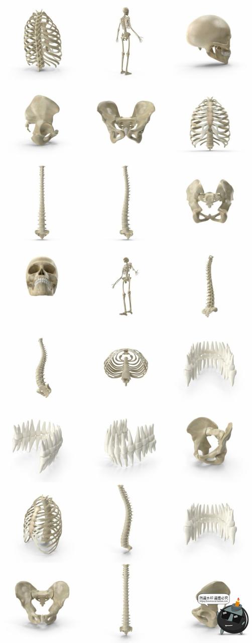 图片[8]-人体盆骨架骷髅枯骨骸头骨肋骨脊椎参考后期合成PSD模板PS素材-设计猿