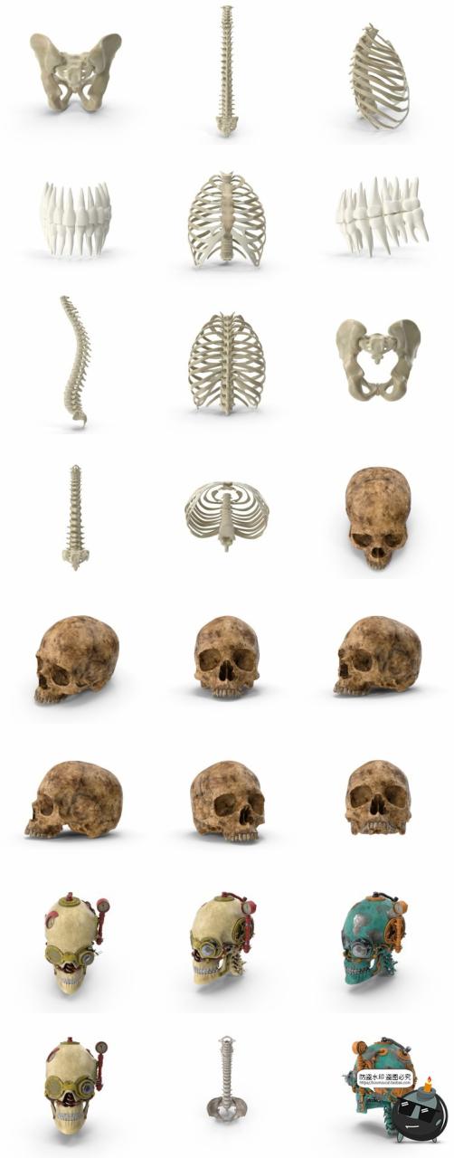 图片[9]-人体盆骨架骷髅枯骨骸头骨肋骨脊椎参考后期合成PSD模板PS素材-设计猿