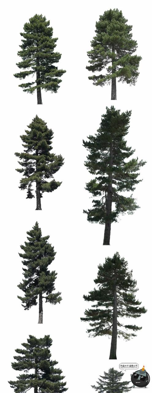 图片[1]-针叶树松针树簇树木大树干图片装饰元素场景后期合成PNG免抠素材-设计猿