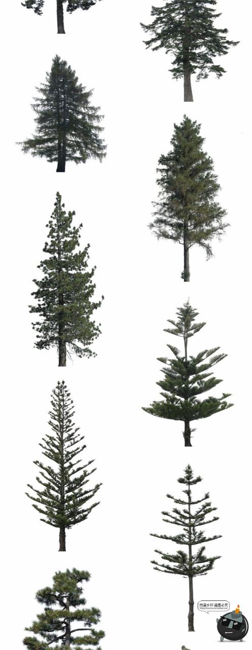 图片[2]-针叶树松针树簇树木大树干图片装饰元素场景后期合成PNG免抠素材-设计猿