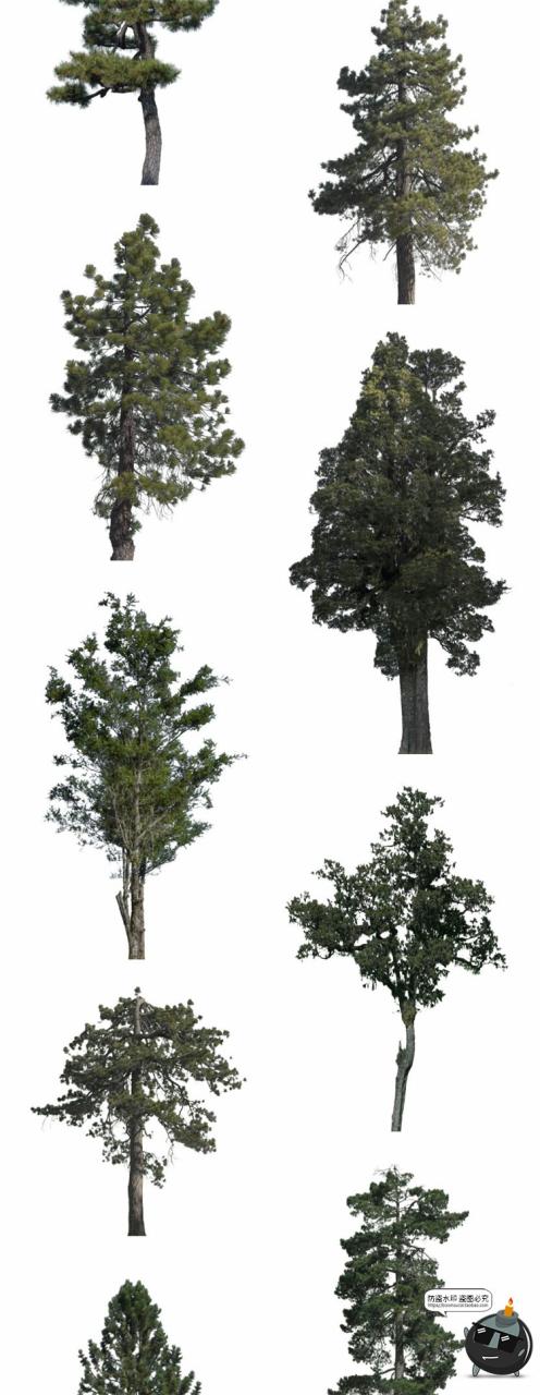 图片[3]-针叶树松针树簇树木大树干图片装饰元素场景后期合成PNG免抠素材-设计猿