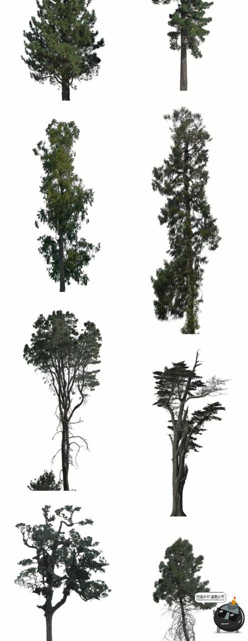 图片[4]-针叶树松针树簇树木大树干图片装饰元素场景后期合成PNG免抠素材-设计猿