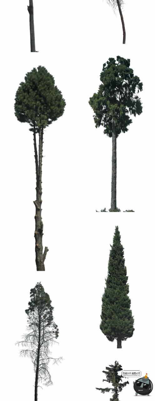 图片[5]-针叶树松针树簇树木大树干图片装饰元素场景后期合成PNG免抠素材-设计猿