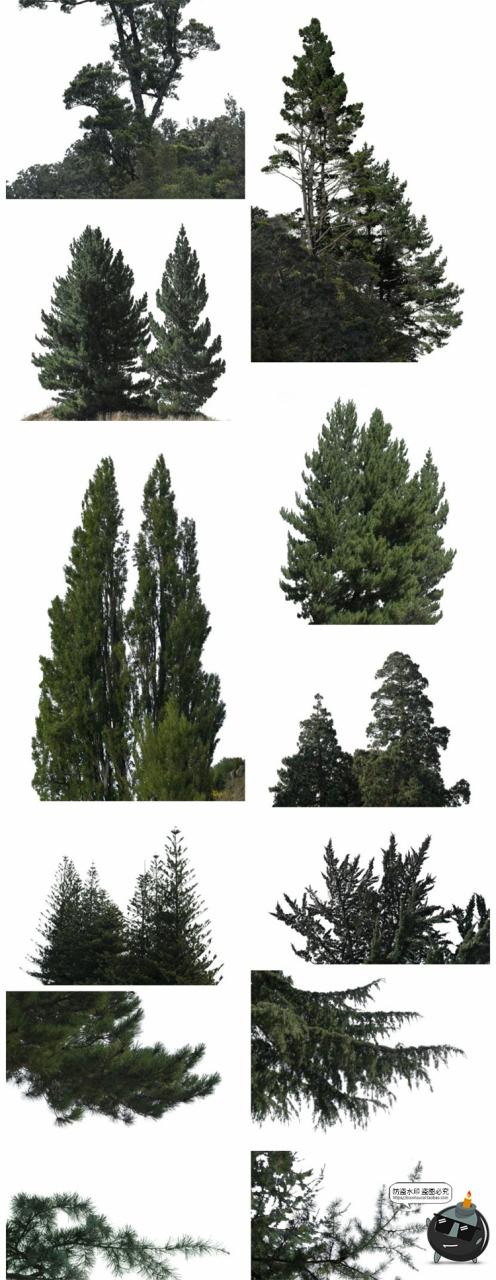 图片[7]-针叶树松针树簇树木大树干图片装饰元素场景后期合成PNG免抠素材-设计猿