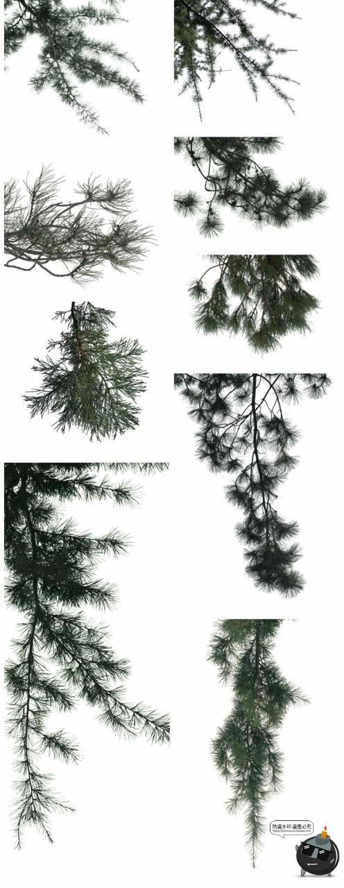 图片[8]-针叶树松针树簇树木大树干图片装饰元素场景后期合成PNG免抠素材-设计猿