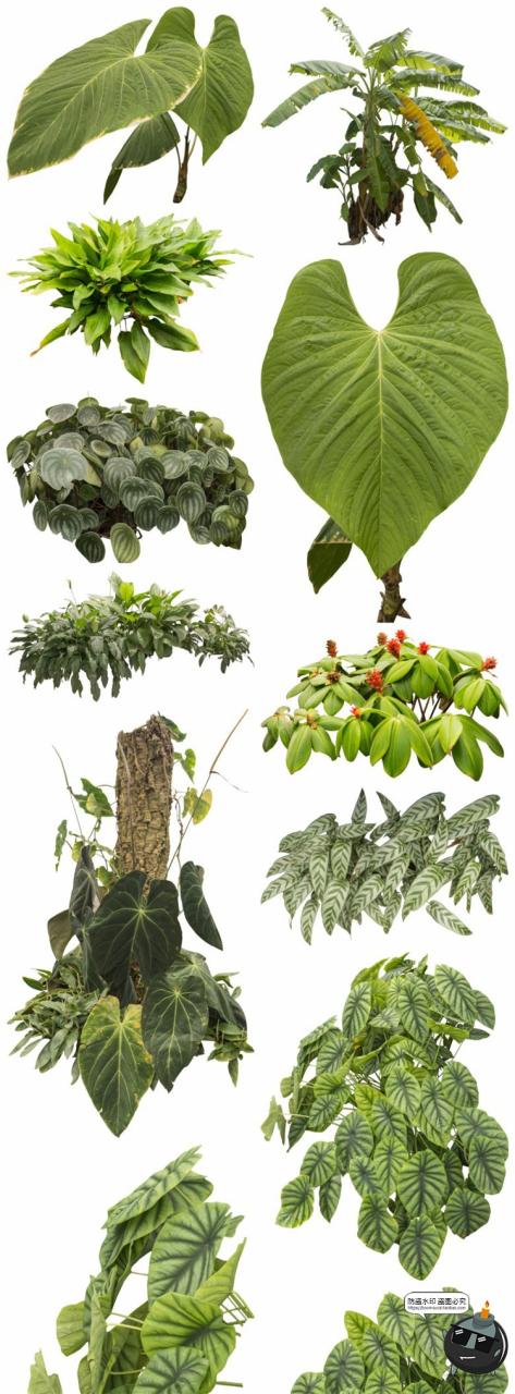 图片[1]-热带植物草叶绿植蕨类雨林PNG免抠图场景后期合成装饰元素PNG素材-设计猿