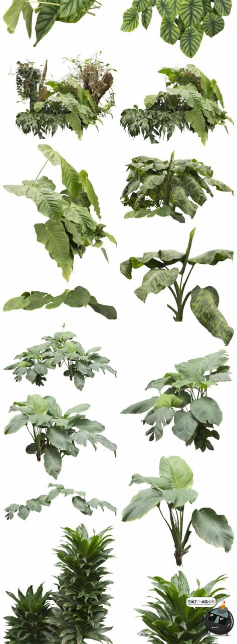 图片[2]-热带植物草叶绿植蕨类雨林PNG免抠图场景后期合成装饰元素PNG素材-设计猿