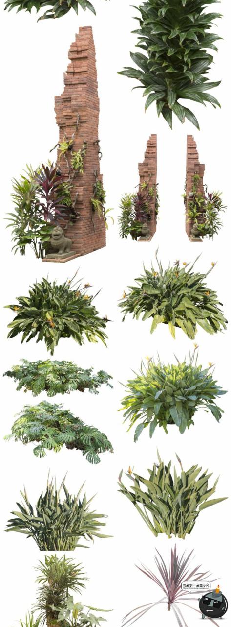 图片[3]-热带植物草叶绿植蕨类雨林PNG免抠图场景后期合成装饰元素PNG素材-设计猿