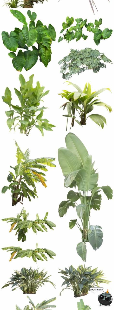 图片[4]-热带植物草叶绿植蕨类雨林PNG免抠图场景后期合成装饰元素PNG素材-设计猿